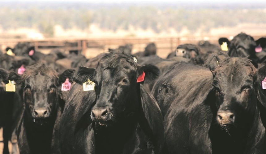 Webinar: AA Co’s Poll Wagyu breeding project, from modelling to implementation
