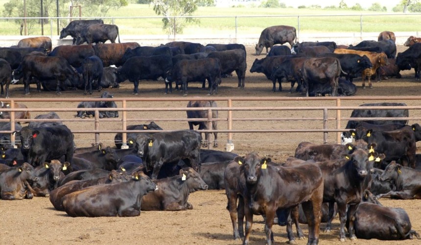 Seedstock registrations down due to drought impact