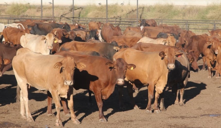 Weekly kill: Fed cows making up a growing proportion of slaughter