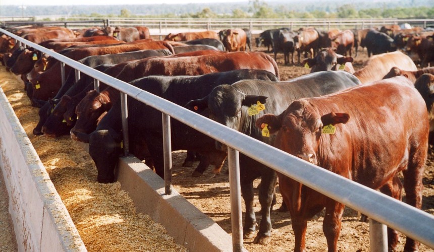 Crunching the numbers: How reliant are Australian lotfeeders on saleyards for feeder cattle?