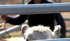 Multi-pronged demand reflects changing cattle market dynamics