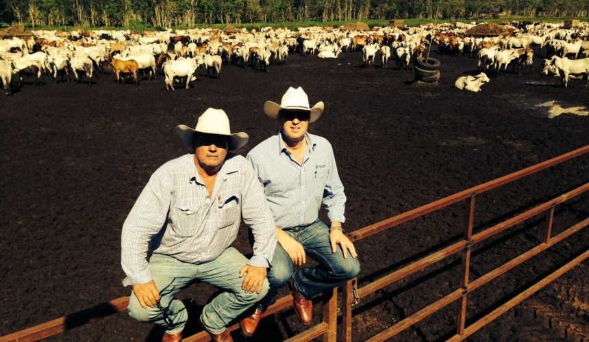 Darwin steer prices slip below 200c