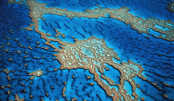 Ag groups call for Office of Science Integrity for Reef