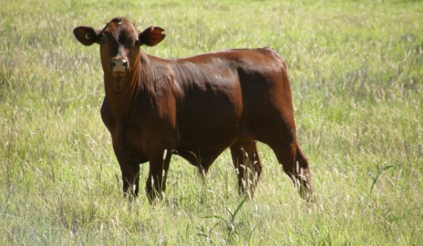 Big Roma weaner lines will test market