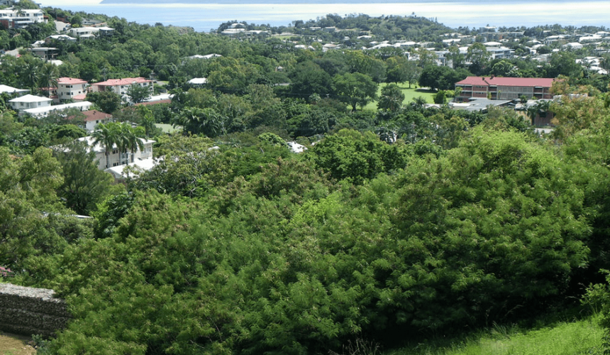 Could wild growing Leucaena be a viable source of drought fodder?