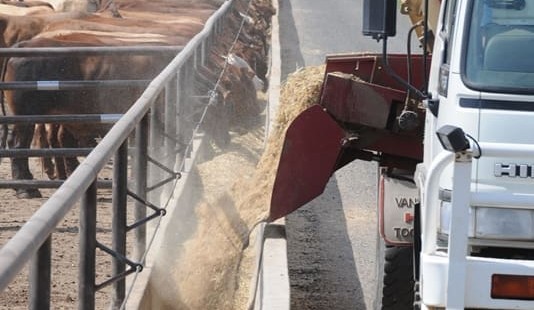 Darling Downs feedgrain hits record $400/t