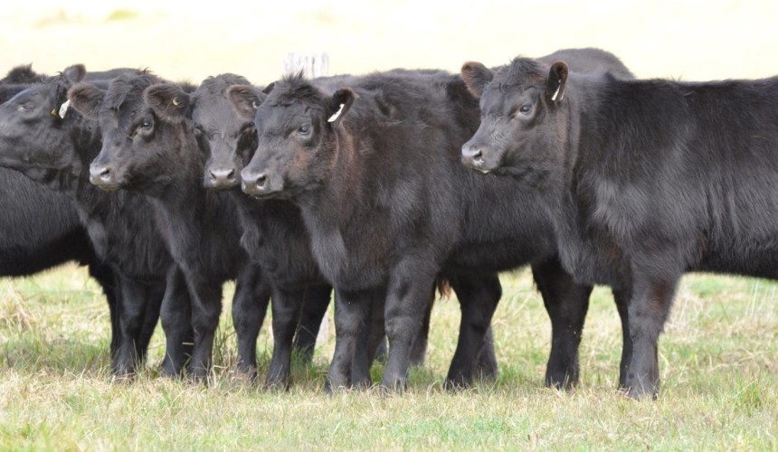 Backgrounding plays key role in filling heavy feeder steer shortage