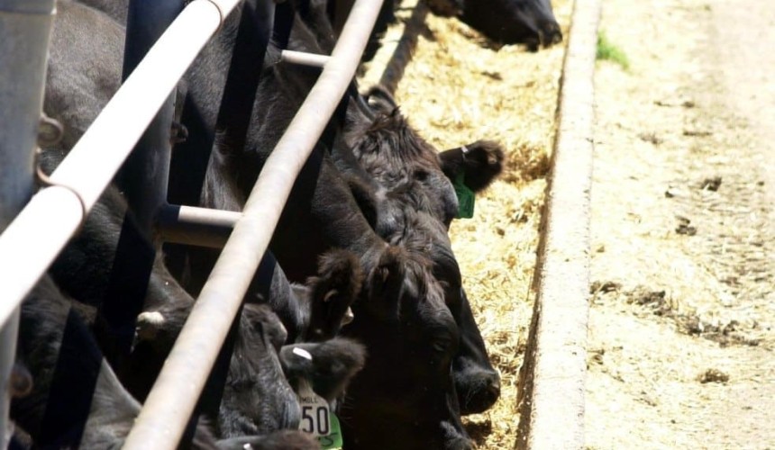 Feedlot numbers surge to seven-year high