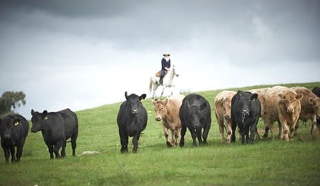 Aus beef industry leads march to net zero