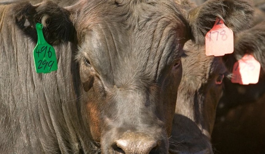 Charlton feedlot purchase re-shuffles major grainfed player rankings