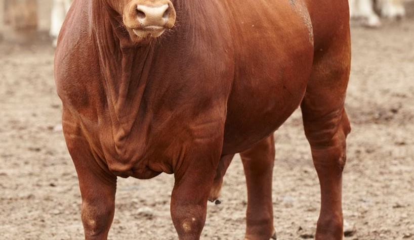 ‘House full’ shingles going up again in Qld feedlots