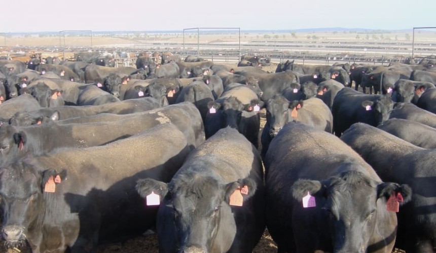 Property: Charlton deal provides vital feedlot valuation guidance