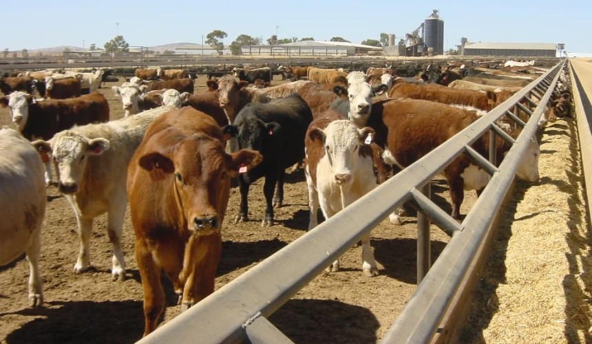 Teys buys Charlton feedlot from Elders
