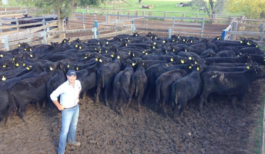 Weekly genetics review: Making more informed heifer selection decisions