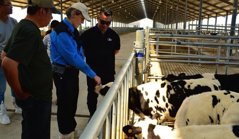 Temple Grandin’s ‘thumbs up’ for Japfa’s Chinese feedlot