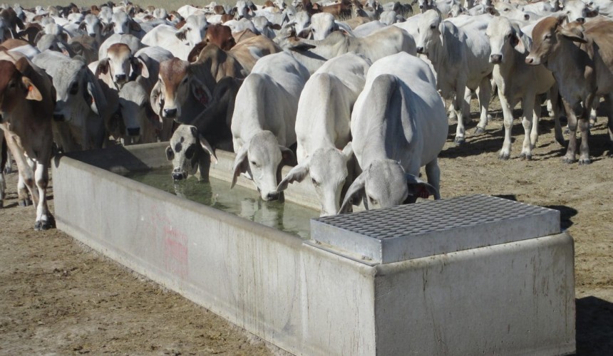 Research to focus on delivery of methane-inhibiting supplements to paddock cattle
