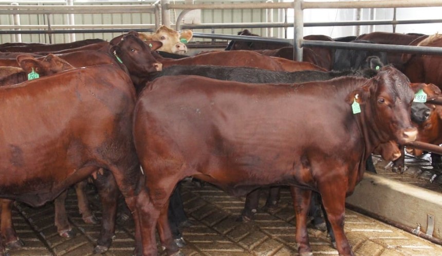 Herd recovery? Many heifers still going to slaughter market