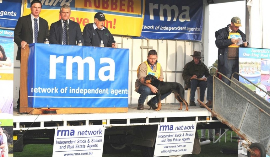 Working dogs fetch five times their worth in return-on-investment