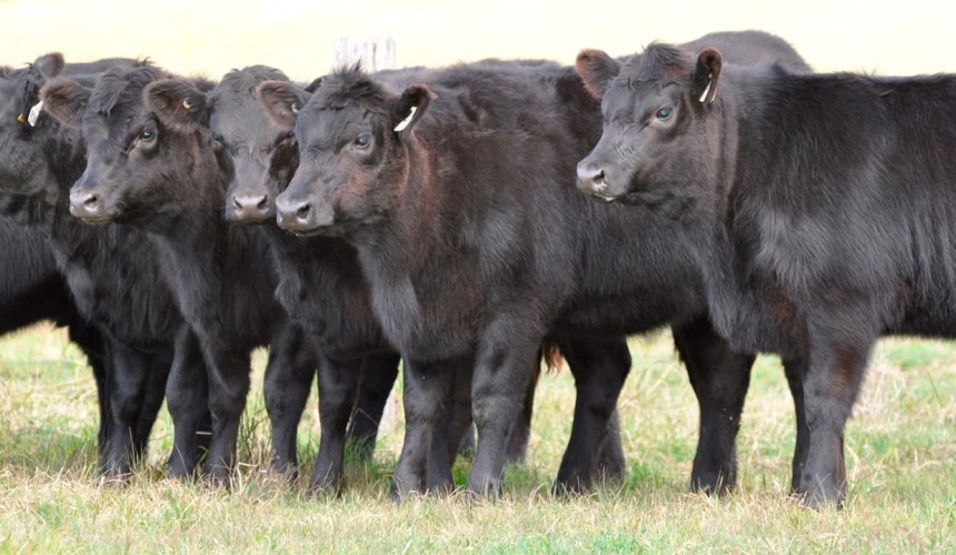Does red meat industry have appetite for ‘transformative’ innovation, senators ask