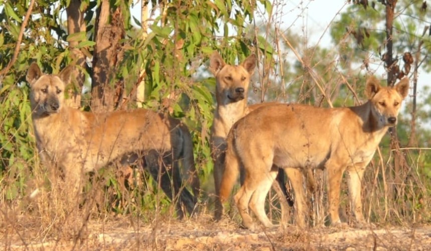 Clarification sought on dingo classification change