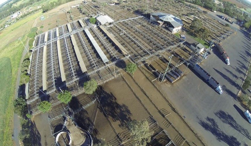 Big surge in numbers at Dubbo today, following earlier price rises