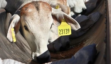 Katherine weaner weight study targets heifer health