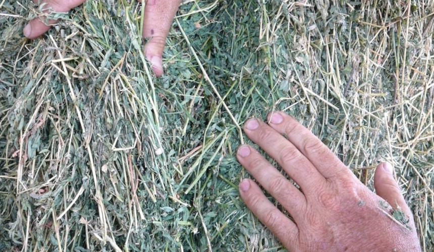 Baling wet hay brings potential for haystack fires