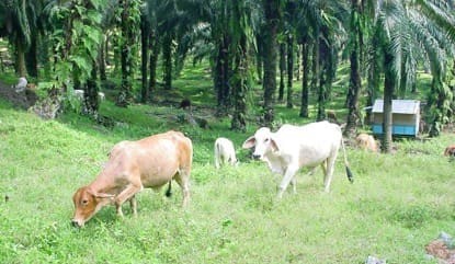 The world’s second most efficient beef production system