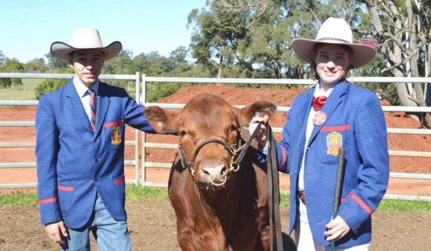 MS to benefit from Brisbane Ekka Charity steer