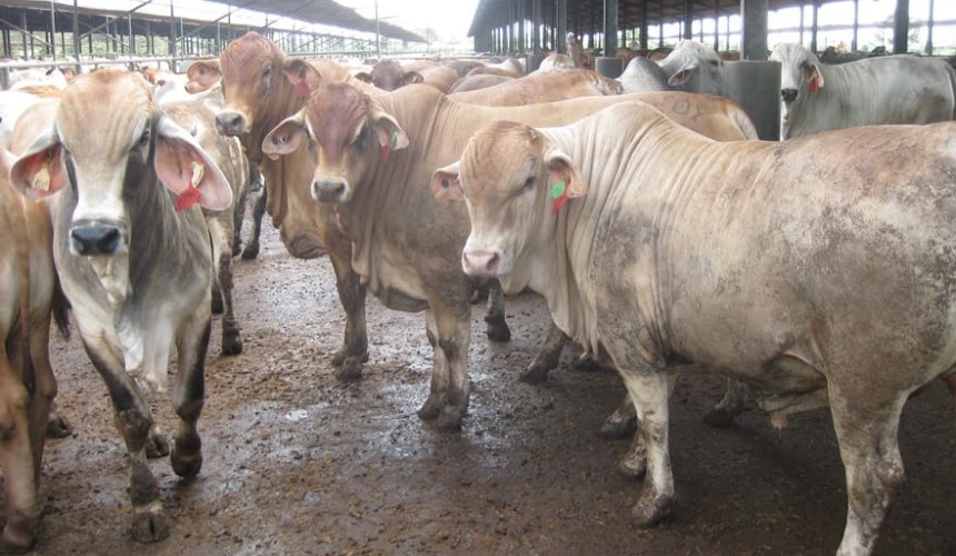 2018 year of reckoning for Indo breeder policy + largest livex markets for 2017