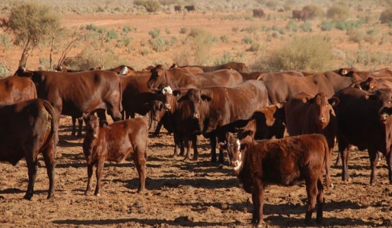 Drought management: Important strategies to consider