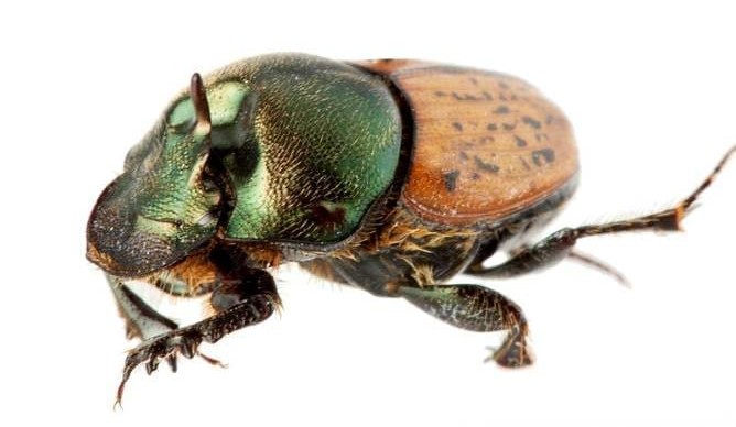 New French dung beetle to be introduced to Australia today