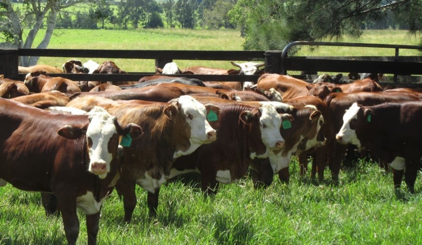 Leaked senate report suggests control over levy funds would pass to producers