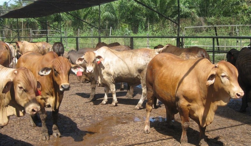 F1s perform well in Indonesian feedlot comparative study