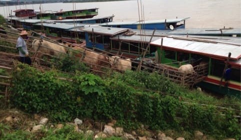 South East Asia Report: Indo prices rise again, ESCAS advances in Vietnam