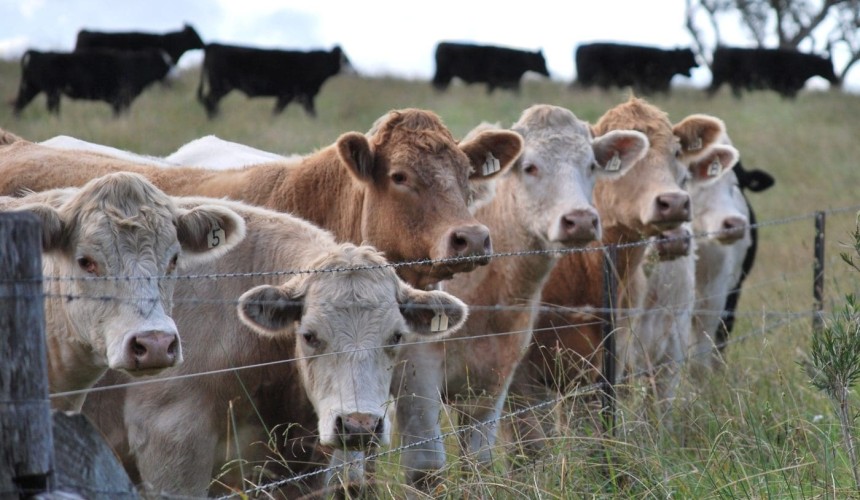 Reports reveal biosecurity gaps