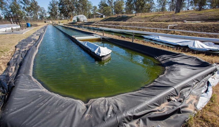 Algae ‘farm’ could help boost livestock productivity