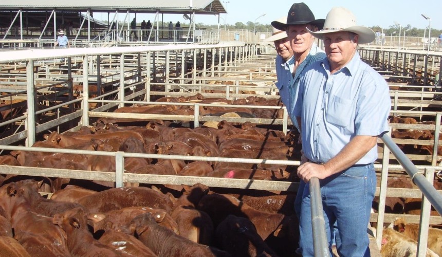 Roma Store 16 Sep 2014: Feedlot competition increases