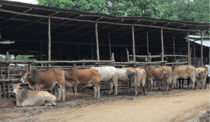 South East Asia Report: Rare stability in Indo | Vietnam, Thai imports up | Feeder bulls worth $6.97/kg lw in China