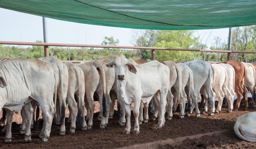 NTLEA to run Berrimah Yards again