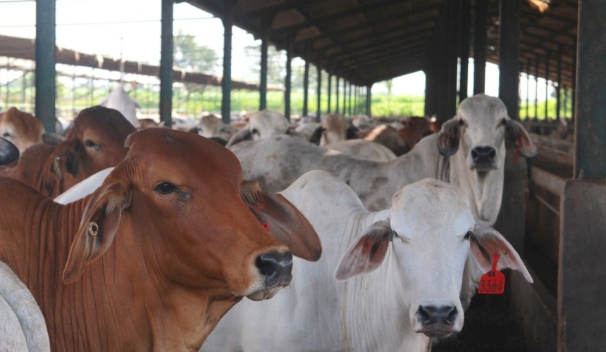 Indonesia lifts quota restrictions on live cattle imports