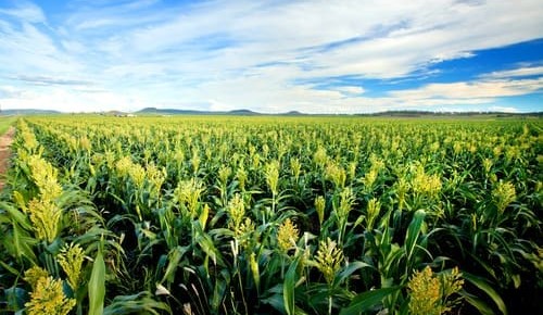 Property: Cargill’s first Downs farmland investment will focus on feedgrain users