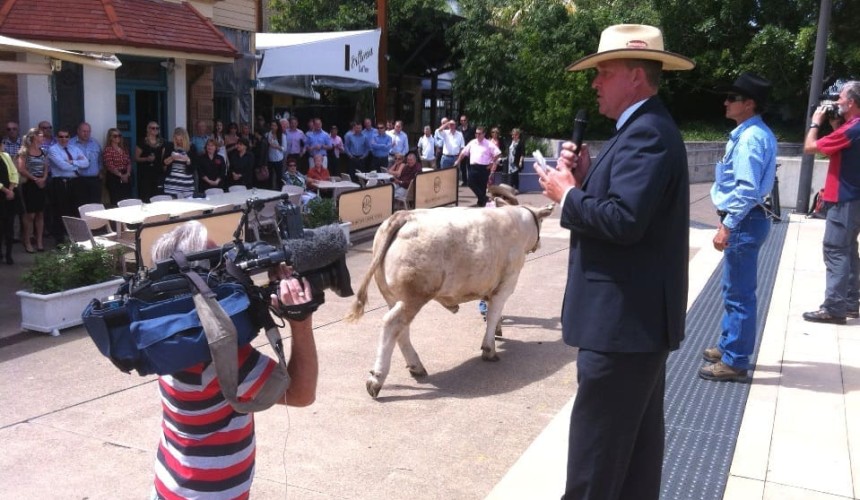 $45,000 bid for charity led steer creates an Australian record