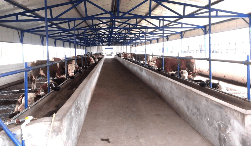 Live exports to China: Protocol wait continues