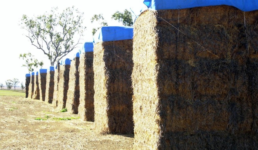 Roughage access reaching crisis point for lotfeeders