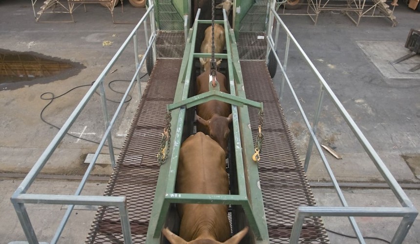 Live export will be judged on what goes wrong, not right