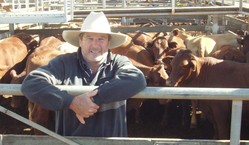 Roma Store 14 Oct 2014: Hvy feeder steers to 223c/kg