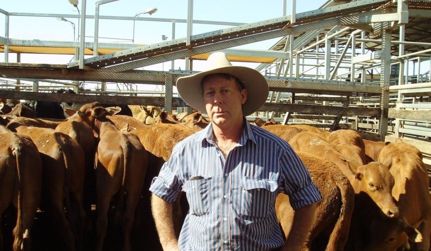 Roma Store 21 Oct 2014: Light steers to 235c/kg