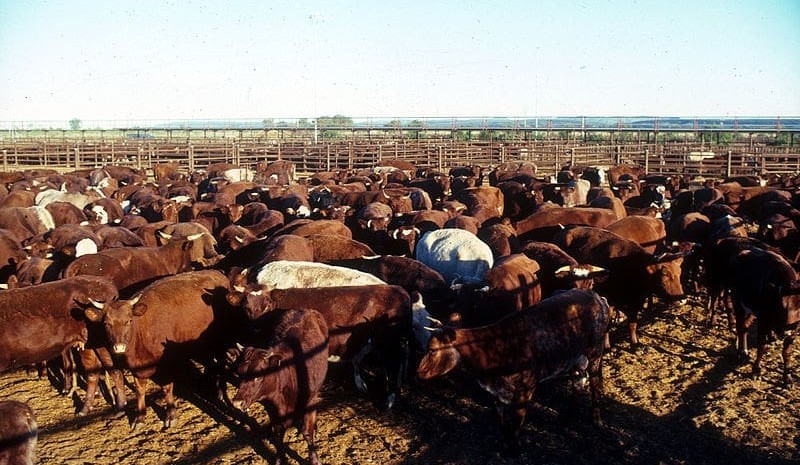 Australia shouldn’t sacrifice food safety standards for free trade