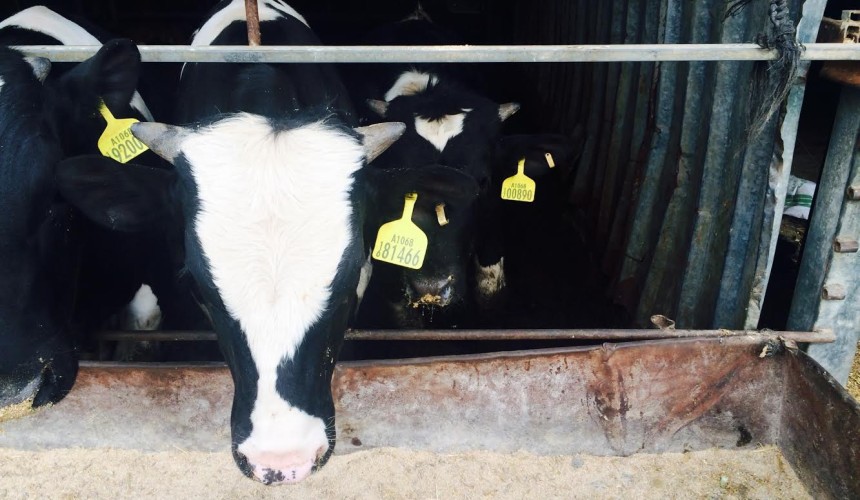 ‘Australian’ Friesians in Gaza evidence of eartag black market: Chris Back